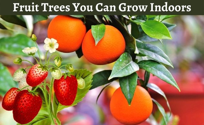 fruit trees you can grow indoors